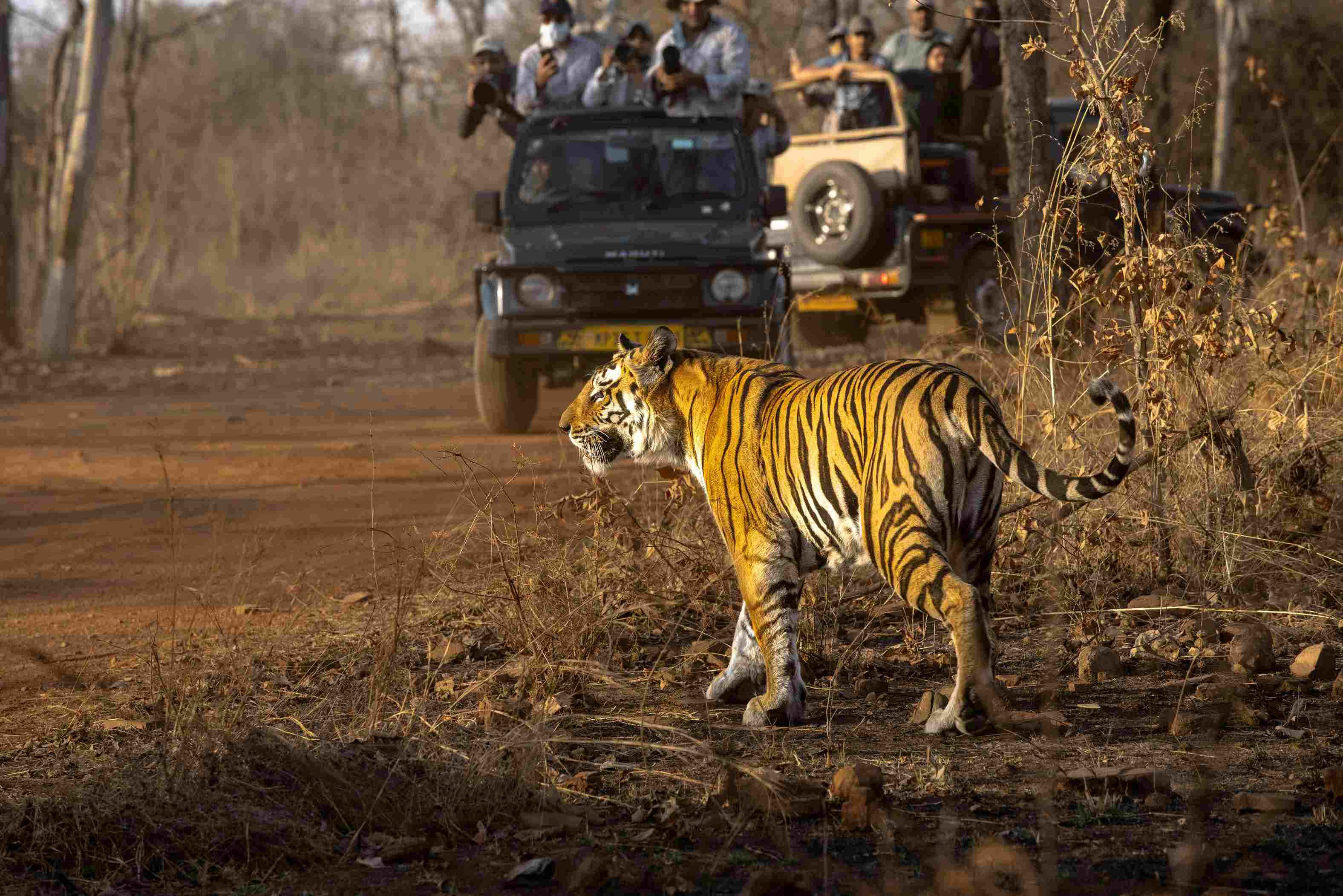 A tiger roaming in the jungle with two jeeps full of tourists taking pictures of the tiger.