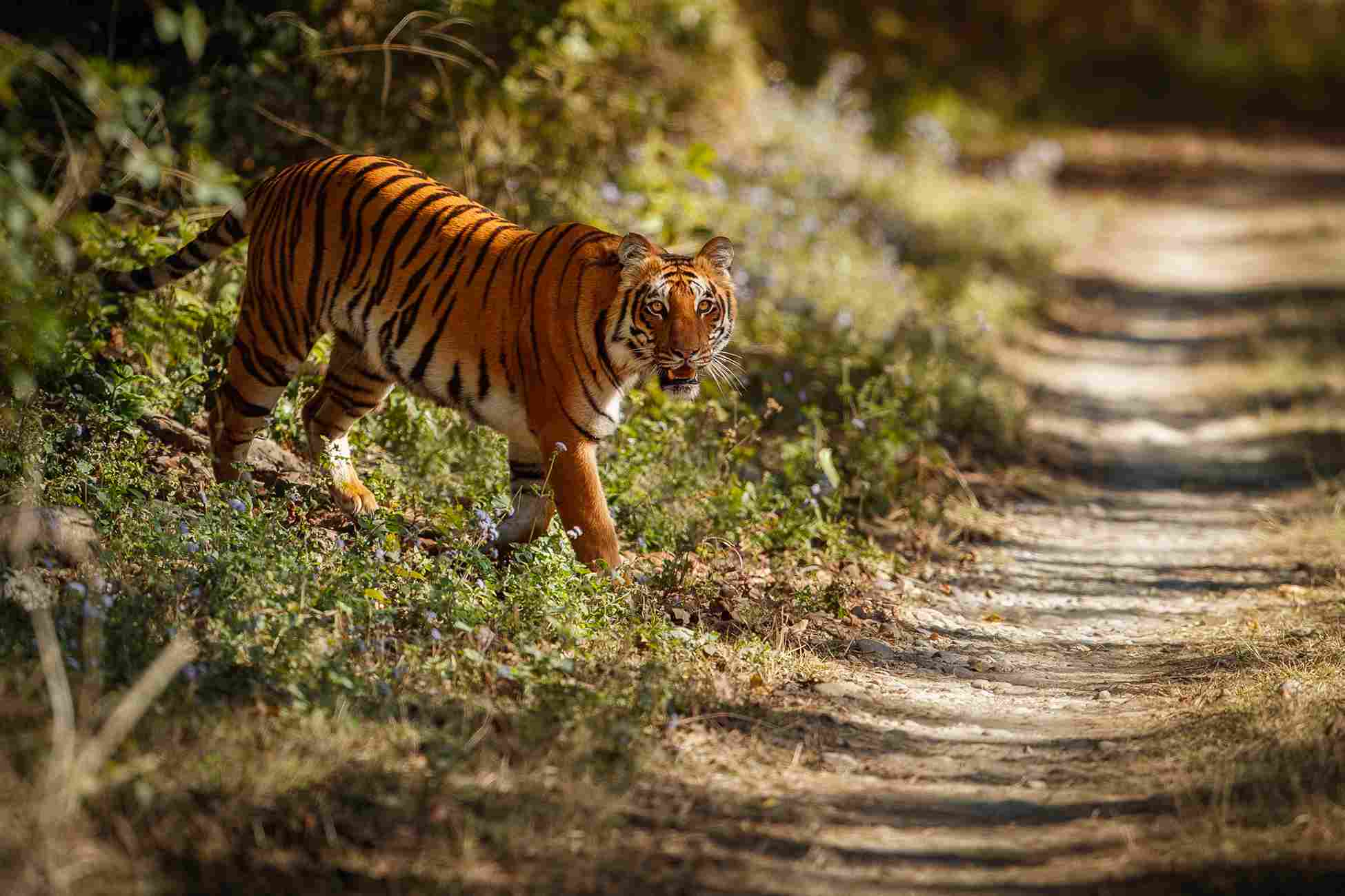A tiger crossing the path in middle of a forest.